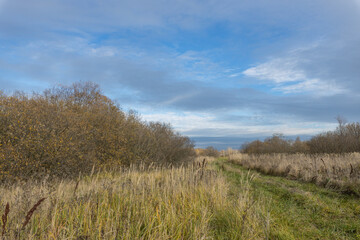 A field of tall grass with a road running through it