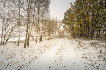 A snowy field with trees in the background