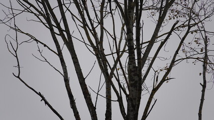 A deciduous tree without leaves, with fallen leaves. Trees in winter, in fall in cloudy weather. Rainy sky and bare tree as a symbol of deep cold autumn.