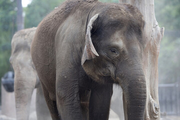 Fototapeta premium close up of elephant in outdoor enclosure at the zoo