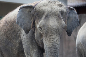 Fototapeta premium close up of elephant in outdoor enclosure at the zoo