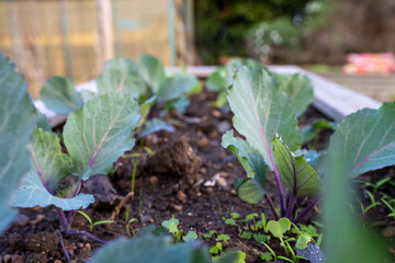 growing vegetable, with cabbage and broccoli plants in a garden and field on a farm