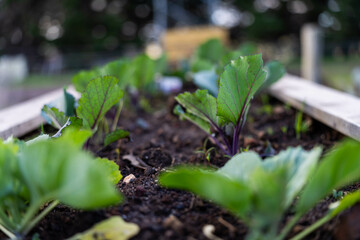 growing vegetable, with cabbage and broccoli plants in a garden and field on a farm