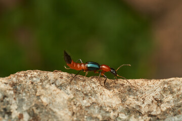 Details of a Fire Bug on a rock - Paederus