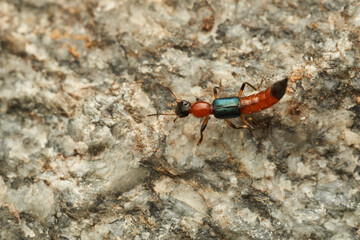 Details of a Fire Bug on a rock - Paederus