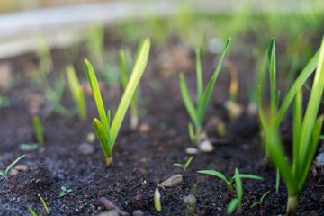growing kale, broccoli and leeks in a sustainable regenerative food farm in a field on an agricultural farm in australia