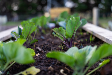 growing vegetable, with cabbage and broccoli plants in a garden and field on a farm