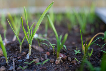 growing kale, broccoli and leeks in a sustainable regenerative food farm in a field on an agricultural farm in australia