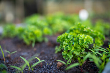 growing kale, broccoli and leeks in a sustainable regenerative food farm in a field on an agricultural farm in australia