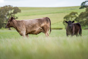 growing real healthy food. beautiful cattle in Australia  eating grass, grazing on pasture. Herd of cows free range beef being regenerative raised on an agricultural farm. Sustainable farming
