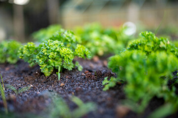 growing kale, broccoli and leeks in a sustainable regenerative food farm in a field on an...