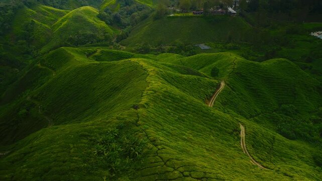 Fresh green tea plantations Cameron Highlands and winding paths at sunrise in a serene mountain landscape surrounded by gentle slopes and vibrant foliage. Aerial view