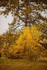 Fototapeta premium Yellow trees in autumn park on a cloudy day