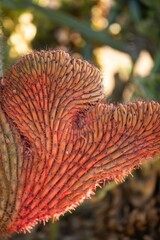 Close-up of a vibrant orange crested cactus in a desert garden, showcasing its unique textures