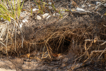 soil profile of land with soil layers of dirt, roots, organic matter, and plants
