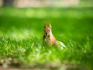 Squirrel in Lush Greenery