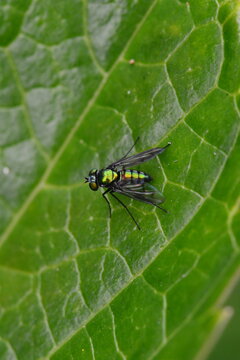 bixo inceto