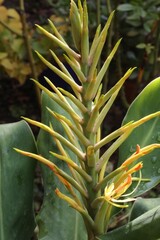 Fleur d'Hedychium gardnerianum
