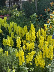 Obraz premium flowers in the forest