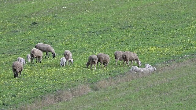 Gregge di pecore che con i loro agnellini brucano l'erba nel prato