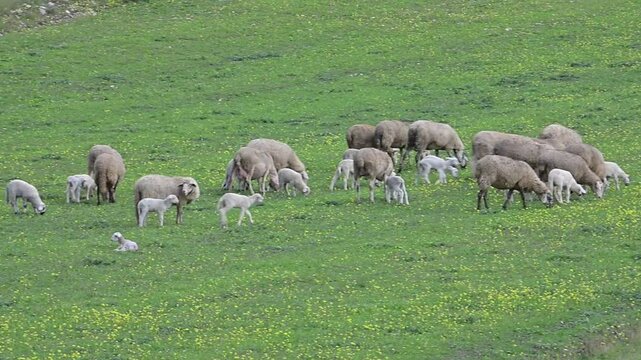 Gregge di pecore che con i loro agnellini brucano l'erba nel prato