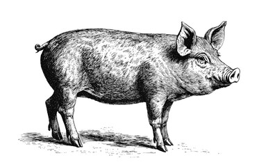 Pig, hog, boar. Vintage retro print, black white pig sketch ink pencil style drawing, linear drawing, engrave old school. Sketch artwork silhouette pig, hog, boar. Side view profile. Illustration