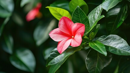A close-up shot of a pink flower with green leaves.