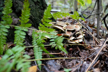 Cluster of Gilled Mushrooms in Autumn Forest