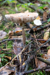 Cluster of Gilled Mushrooms in Autumn Forest