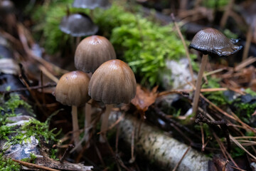 Cluster of Gilled Mushrooms in Autumn Forest