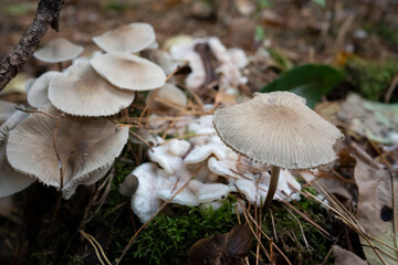 Cluster of Gilled Mushrooms in Autumn Forest