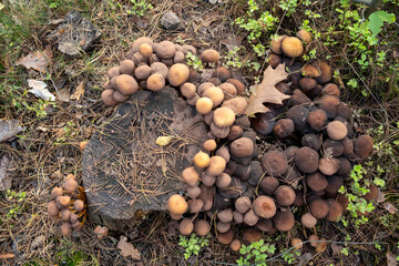 Cluster of Gilled Mushrooms in Autumn Forest