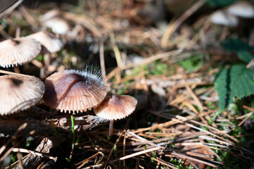 Cluster of Gilled Mushrooms in Autumn Forest