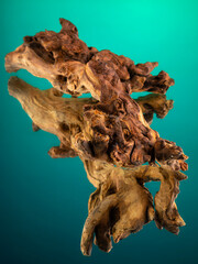 Close-up of wooden driftwood for aquarium or terrarium on mirror surface on green background