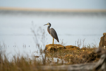 Australian wildlife birds walking in a river looking for fish in australian summer