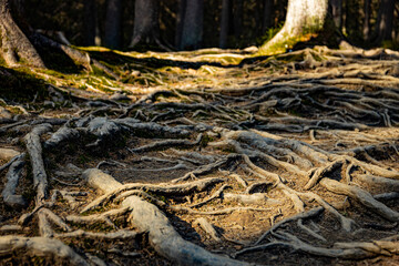 Tree roots on a hiking trail in the park.