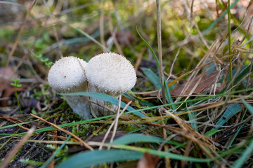 Common Puffball Mushrooms Growing on Forest Floor in Autumn
