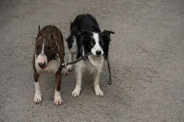 A border collie leads a bull terrier by the leash. One dog walking another. 