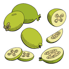 Feijoa fruit graphic color isolated sketch illustration vector 