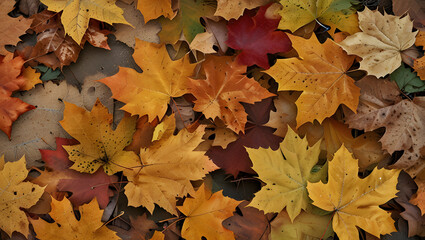 Colorful fallen maple leaves scattered on the ground, autumn natural background design concept