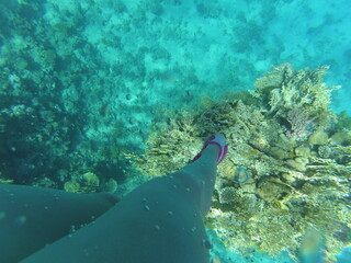 scuba diver and reef