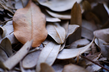 Close-up of dry leaves on the ground