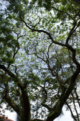 Las im&aacute;genes representan una variedad de temas naturales y urbanos. Incluyen una fotograf&iacute;a de una parrilla o superficie met&aacute;lica, &aacute;rboles vistos desde abajo, un primer plano de una flor amarilla 