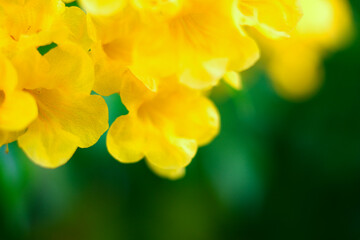 Fototapeta premium Yellow trumpetbush
