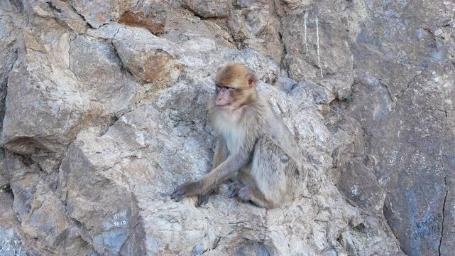 Barbary monkey relaxing on a rock in Bejaia, Algeria