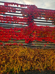 small to medium-sized shrub forming large thickets.This graceful shrub has long arching stems and...