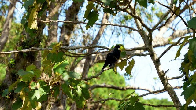 Slow motion shot of New Zealand's native tui bird perched on green tree branch, flies to another branch in lush, natural surroundings.