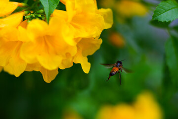 Bee and Yellow trumpetbush