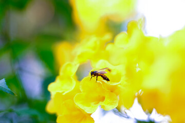 Bee and Yellow trumpetbush