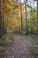 Fototapeta premium Autumn Forest Path with Lone Walker